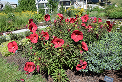 Fireball Hibiscus (Hibiscus 'Fireball') at Harvard Nursery