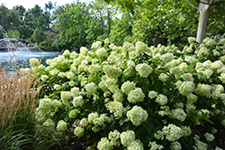 Little Lime Hydrangea (Hydrangea paniculata 'Jane') at Harvard Nursery