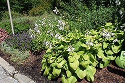 Guacamole Hosta (Hosta 'Guacamole') at Harvard Nursery