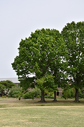 Red Oak (Quercus rubra) at Harvard Nursery