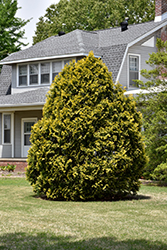 Yellow Ribbon Arborvitae (Thuja occidentalis 'Yellow Ribbon') at Harvard Nursery