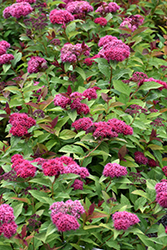 Double Play Doozie Spirea (Spiraea 'NCSX2') at Harvard Nursery