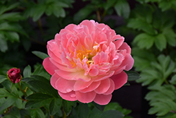 Pink Hawaiian Coral Peony (Paeonia 'Pink Hawaiian Coral') at Harvard Nursery