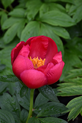 Scarlet O'Hara Peony (Paeonia 'Scarlet O'Hara') at Harvard Nursery