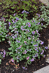 Pretty In Pink Lungwort (Pulmonaria 'Pretty In Pink') at Harvard Nursery