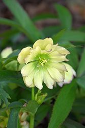 Wedding Party First Dance Hellebore (Helleborus 'First Dance') at Harvard Nursery