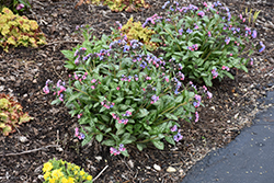 Pretty In Pink Lungwort (Pulmonaria 'Pretty In Pink') at Harvard Nursery