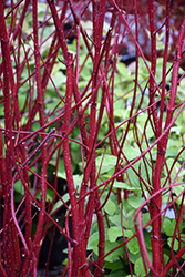 Bailey Red-Twig Dogwood (Cornus baileyi) at Harvard Nursery