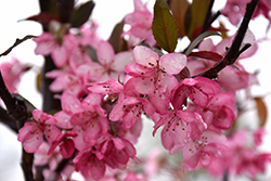 Perfect Purple Flowering Crab (Malus 'Perfect Purple') at Harvard Nursery