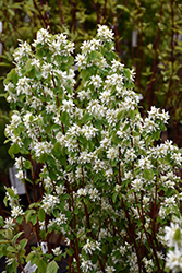 Standing Ovation Saskatoon Berry (Amelanchier alnifolia 'Obelisk') at Harvard Nursery