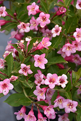 Minuet Weigela (Weigela florida 'Minuet') at Harvard Nursery