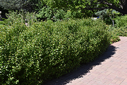 Alpine Currant (Ribes alpinum) at Harvard Nursery