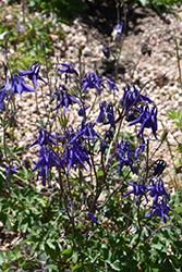 Common Columbine (Aquilegia vulgaris) at Harvard Nursery