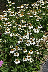 PowWow White Coneflower (Echinacea purpurea 'PowWow White') at Harvard Nursery