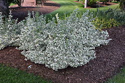 White Album Wintercreeper (Euonymus fortunei 'Alban') at Harvard Nursery