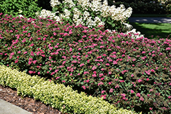 Double Play Doozie Spirea (Spiraea 'NCSX2') at Harvard Nursery