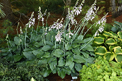 Krossa Regal Hosta (Hosta 'Krossa Regal') at Harvard Nursery