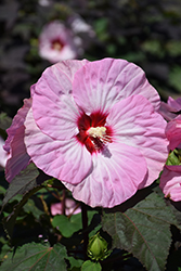 Summerific Spinderella Hibiscus (Hibiscus 'Spinderella') at Harvard Nursery