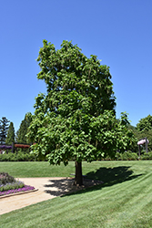 Northern Catalpa (Catalpa speciosa) at Harvard Nursery