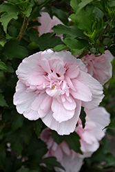 Pink Chiffon Rose of Sharon (Hibiscus syriacus 'JWNWOOD4') at Harvard Nursery