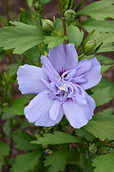 Blue Chiffon Rose of Sharon (Hibiscus syriacus 'Notwoodthree') at Harvard Nursery