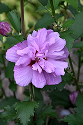 Ardens Rose of Sharon (Hibiscus syriacus 'Ardens') at Harvard Nursery