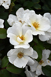 White Knock Out Rose (Rosa 'Radwhite') at Harvard Nursery