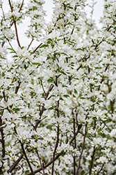 Spring Snow Flowering Crab (Malus 'Spring Snow') at Harvard Nursery