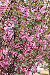 Red Barron Flowering Crab (Malus 'Red Barron') at Harvard Nursery
