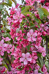 Red Barron Flowering Crab (Malus 'Red Barron') at Harvard Nursery