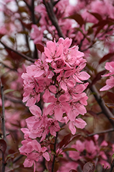 Show Time Flowering Crab (Malus 'Shotizam') at Harvard Nursery