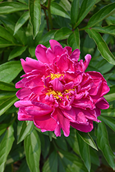 Karl Rosenfield Peony (Paeonia 'Karl Rosenfield') at Harvard Nursery