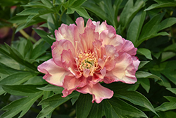 Julia Rose Peony (Paeonia 'Julia Rose') at Harvard Nursery