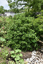Bergeson Compact Dogwood (Cornus sericea 'Bergeson Compact') at Harvard Nursery