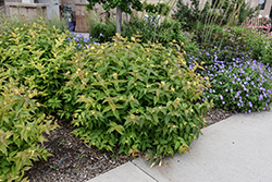 Bush Honeysuckle (Diervilla lonicera) at Harvard Nursery