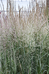 Variegated Reed Grass (Calamagrostis x acutiflora 'Overdam') at Harvard Nursery