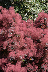 Royal Purple Smokebush (Cotinus coggygria 'Royal Purple') at Harvard Nursery