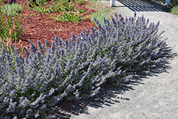 Walker's Low Catmint (Nepeta x faassenii 'Walker's Low') at Harvard Nursery