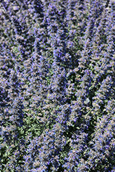 Walker's Low Catmint (Nepeta x faassenii 'Walker's Low') at Harvard Nursery