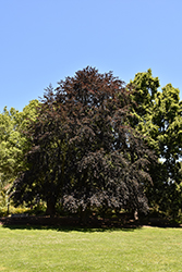 Purple Beech (Fagus sylvatica 'Atropunicea') at Harvard Nursery