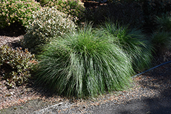Little Bunny Dwarf Fountain Grass (Pennisetum alopecuroides 'Little Bunny') at Harvard Nursery