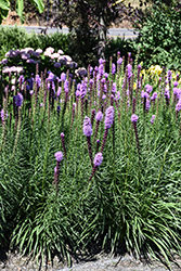 Kobold Blazing Star (Liatris spicata 'Kobold') at Harvard Nursery