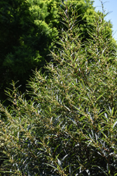 Cutleaf Glossy Buckthorn (Rhamnus frangula 'Asplenifolia') at Harvard Nursery