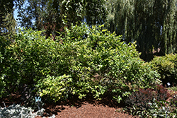 Northland Blueberry (Vaccinium corymbosum 'Northland') at Harvard Nursery
