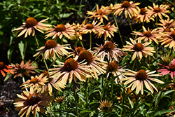 Big Kahuna Coneflower (Echinacea 'Big Kahuna') at Harvard Nursery
