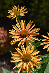Big Kahuna Coneflower (Echinacea 'Big Kahuna') at Harvard Nursery