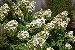 Oakleaf Hydrangea (Hydrangea quercifolia) at Harvard Nursery