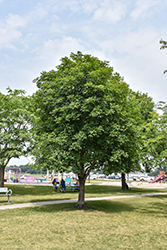 Ohio Buckeye (Aesculus glabra) at Harvard Nursery