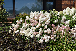 Bobo Hydrangea (Hydrangea paniculata 'ILVOBO') at Harvard Nursery