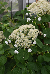 Climbing Hydrangea (Hydrangea anomala 'var. petiolaris') at Harvard Nursery